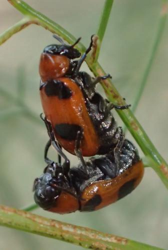 Réf. 185 645 : Coptocephala sp.
